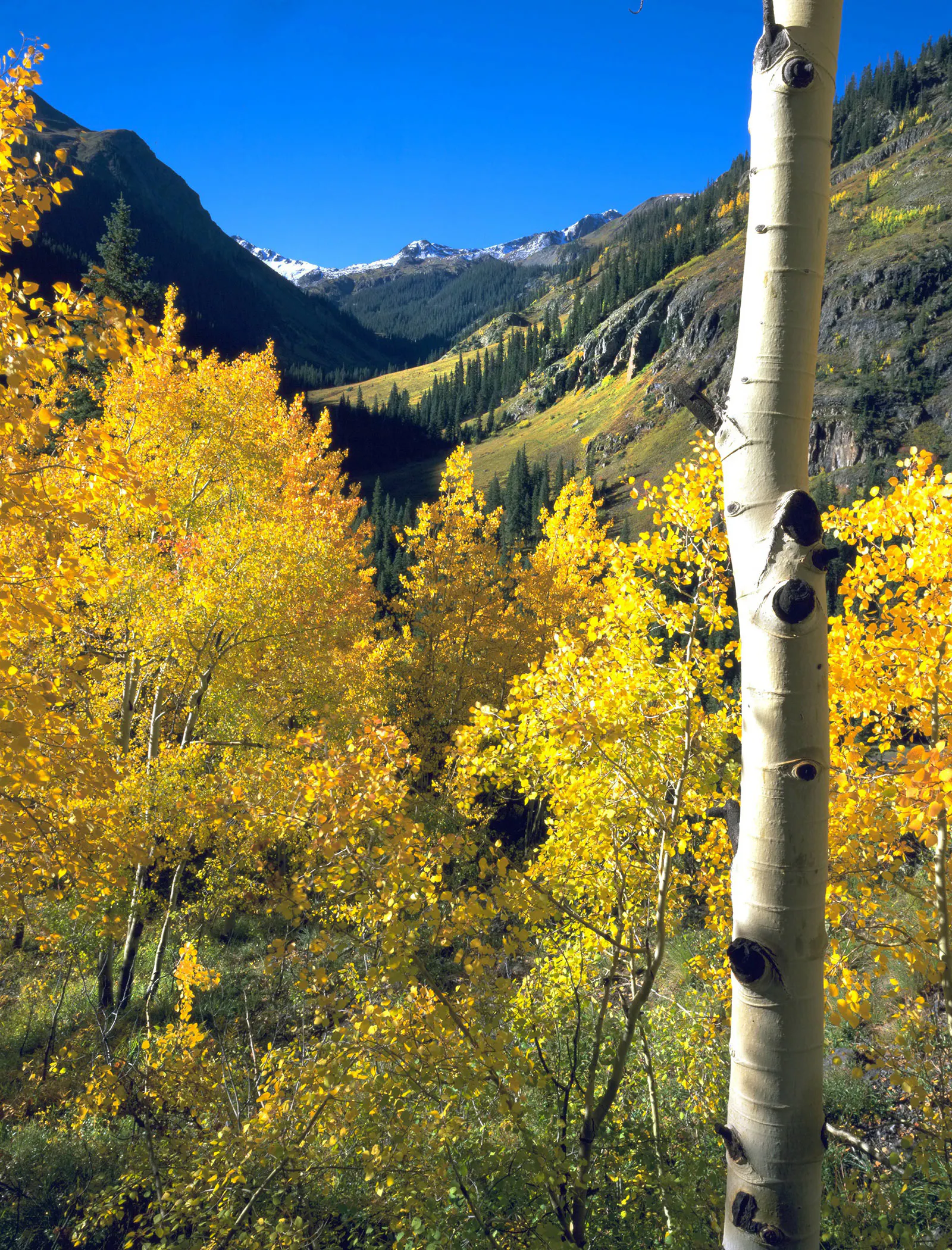 Aspen fall foliagein Colorado with the snow-capped peaks of the high country in the background