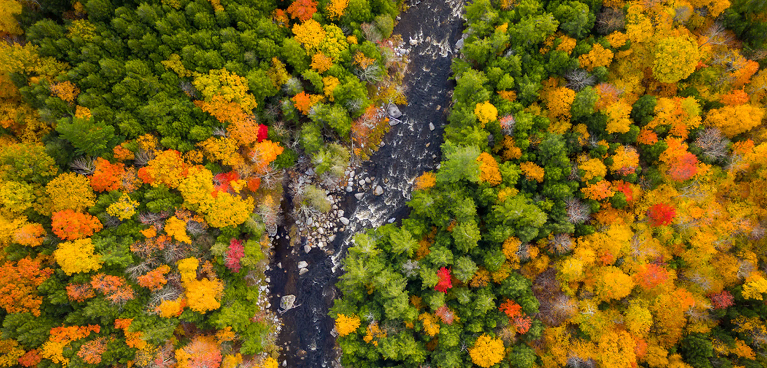 Drone shot of an Eastern deciduous forest with brilliant autumn colors and a pristine river flowing through the middle of the forest