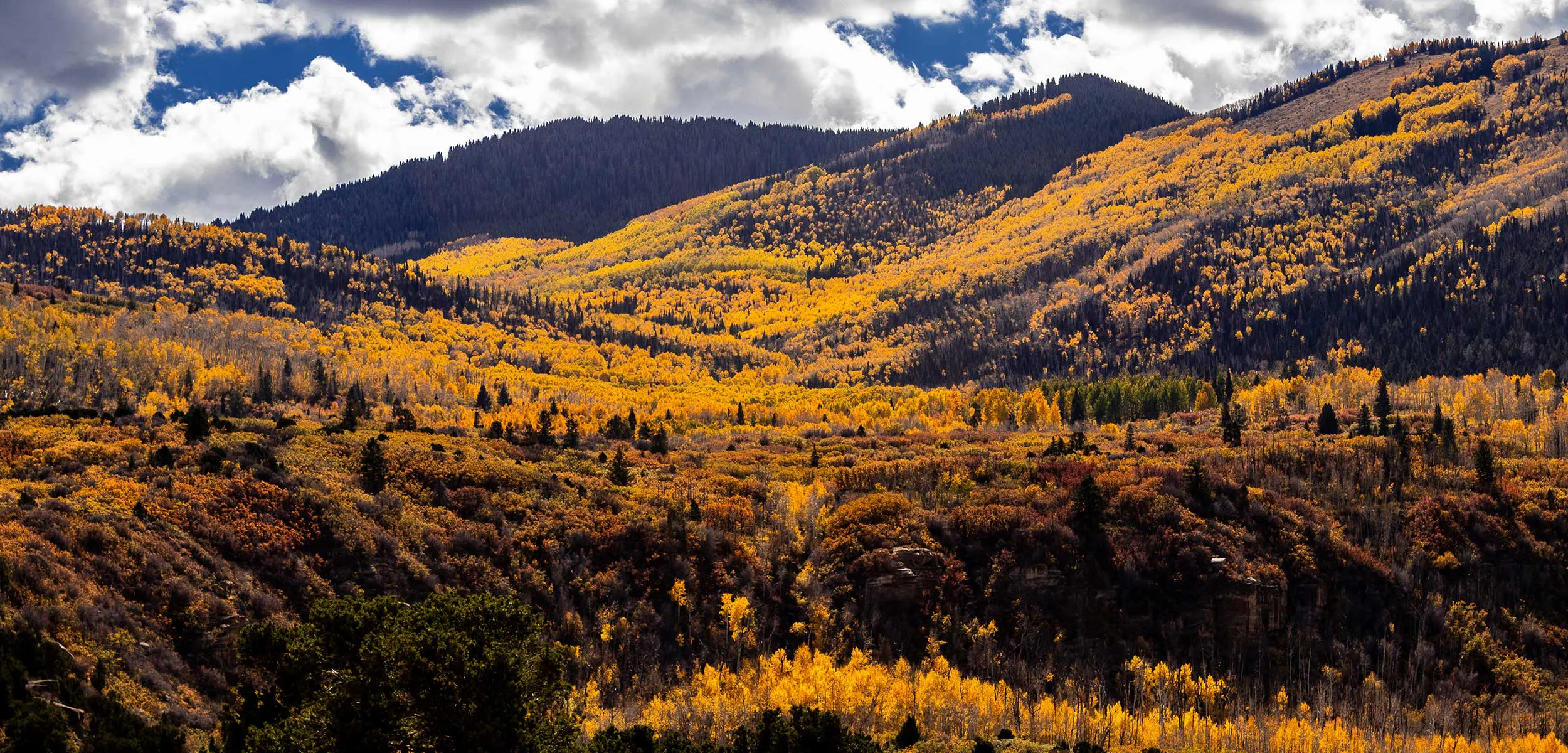 The La Sal Mountains in Utah with vast forests of Aspen turning golden yellow as Autumn takes hold of Utah