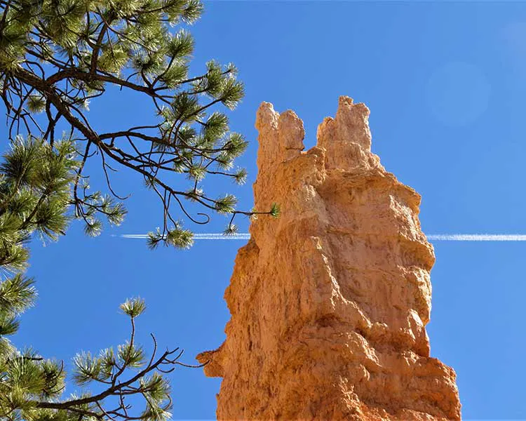 A tall orange hoodoo rock formation stands beneath a clear blue sky, with pine branches in the foreground and a jet contrail crossing behind the striking rock.