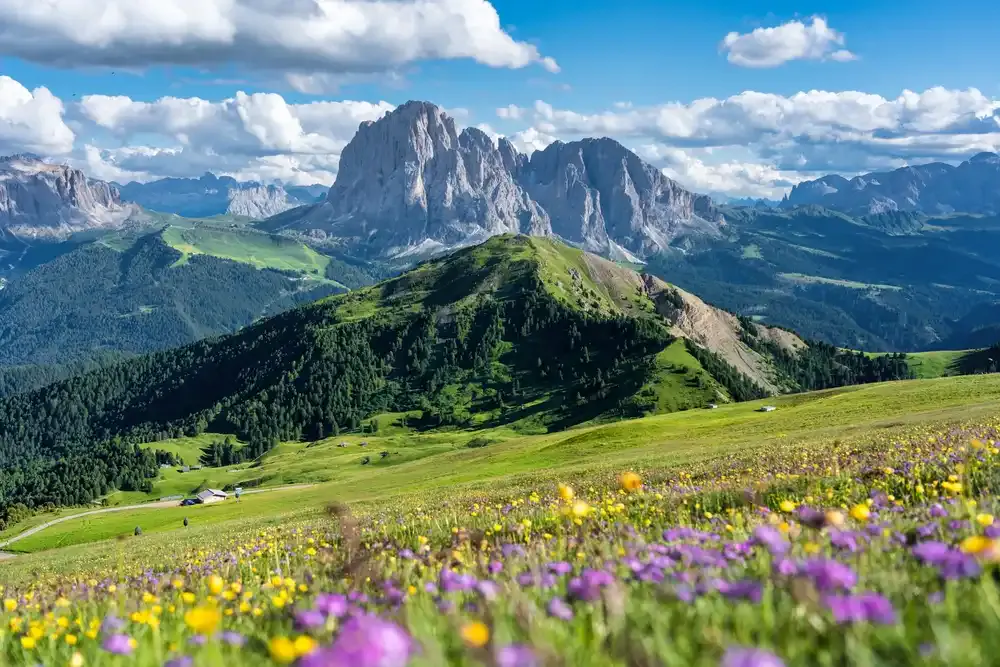 Grassy hills with wildflowers in the foreground of the Dolomites, forested slopes, and tall rocky mountains under a blue sky with scattered clouds set the perfect backdrop for some of the best hiking trips in the Italian Alps region.