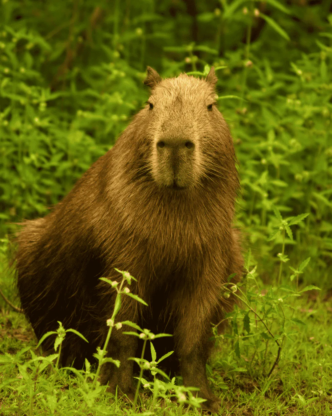 A capybara sits on green grass surrounded by leafy plants in Pantanal, Brazil, facing forward with a neutral expression.