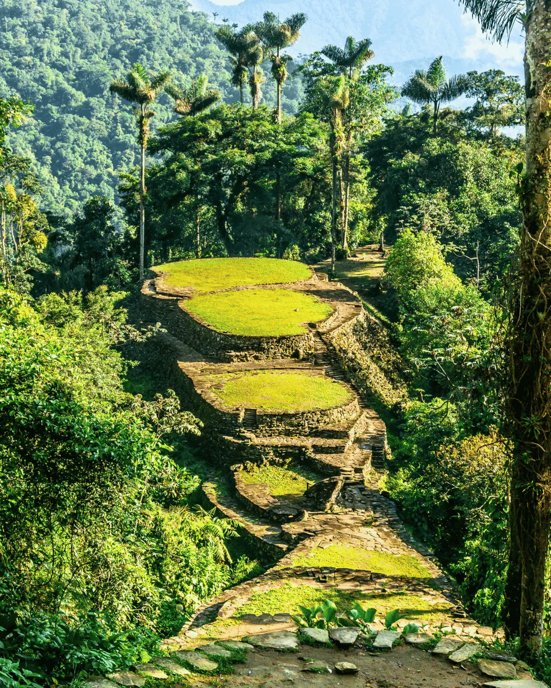 Stone terraces with grassy tops form a staircase ascending through dense green jungle in Colombia's Lost City, with tall palm trees in the background.