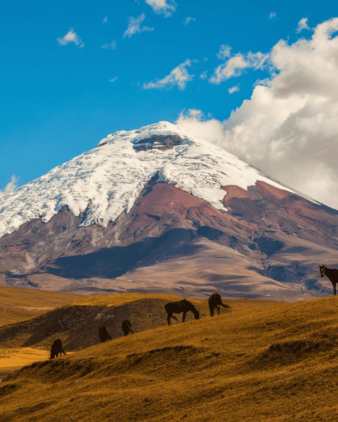 Snow-capped mountain with horses grazing on a grassy hillside in the foreground under a partly cloudy sky in Cotopaxi, evoking the spirit of hiking.