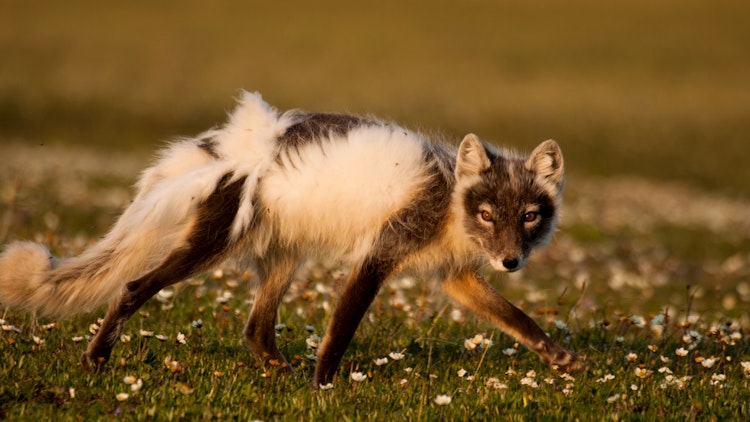 fox - Alaska Hula Hula River Rafting Adventure