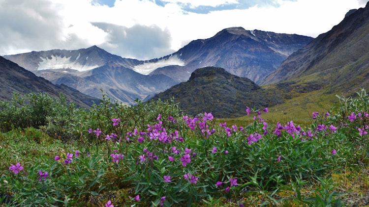 fireweed and mountains - Alaska Hula Hula River Rafting Adventure