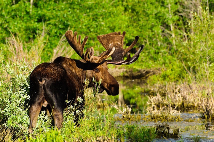 moose - Wyoming Grand Teton Kayaking
