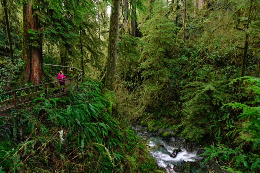 Washington Olympic National Park Hiking & Camping Tour