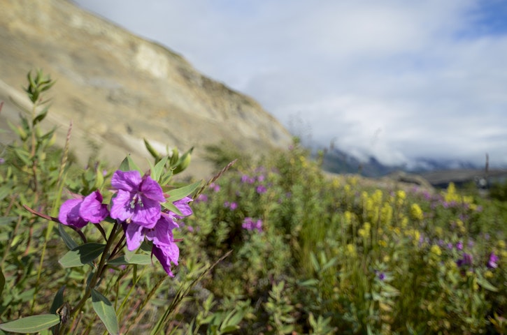 flowers - Alaska Alsek River Rafting