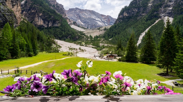 flowers - Italy Dolomites Hut-to-Hut Hiking