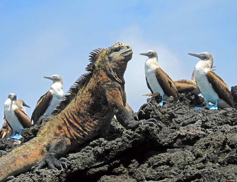 Ecuador Galapagos Volcanoes & Islands Land-Based Multi-Adventure Tour