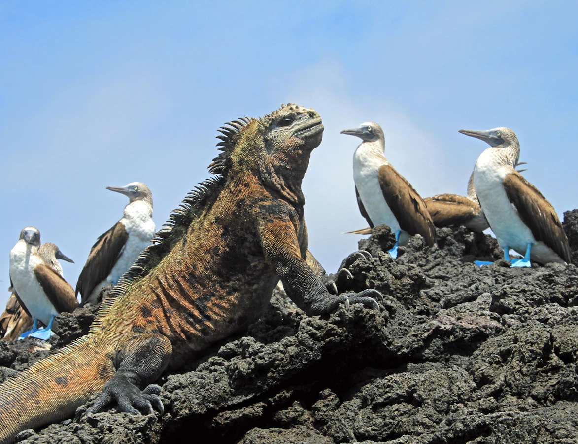 Ecuador Galapagos Volcanoes & Islands Land-Based Multi-Adventure