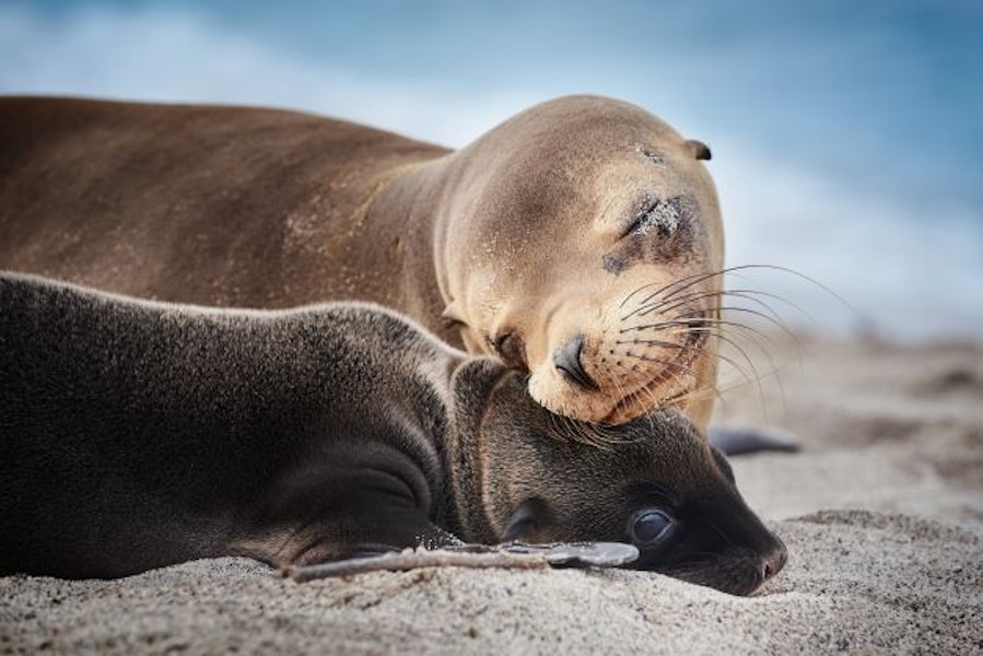 Ecuador Galapagos Adventure Cruising on Galaxy Stella Eastern Loop Tour