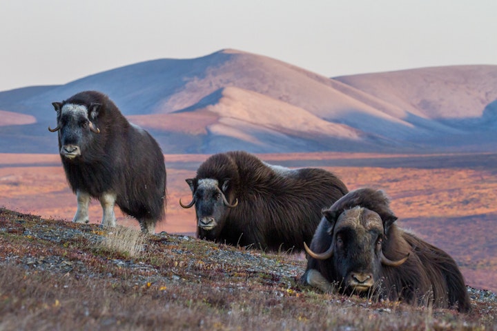 yaks - Alaska Hula Hula River Rafting Adventure