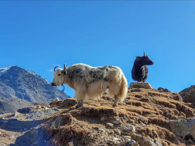 yak - Nepal Everest Base Camp Trek