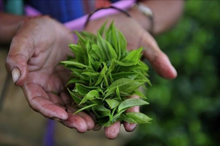 herbs - India Sikkim: Kanchenjunga Ridge Trek