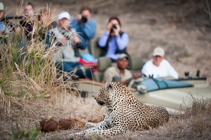 safari leopard - South Africa, Lesotho & Eswatini Multi-Adventure