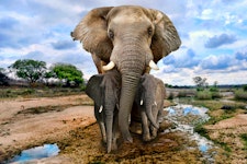 Tanzania Ngorongoro Crater & Serengeti Safari Extension Tour