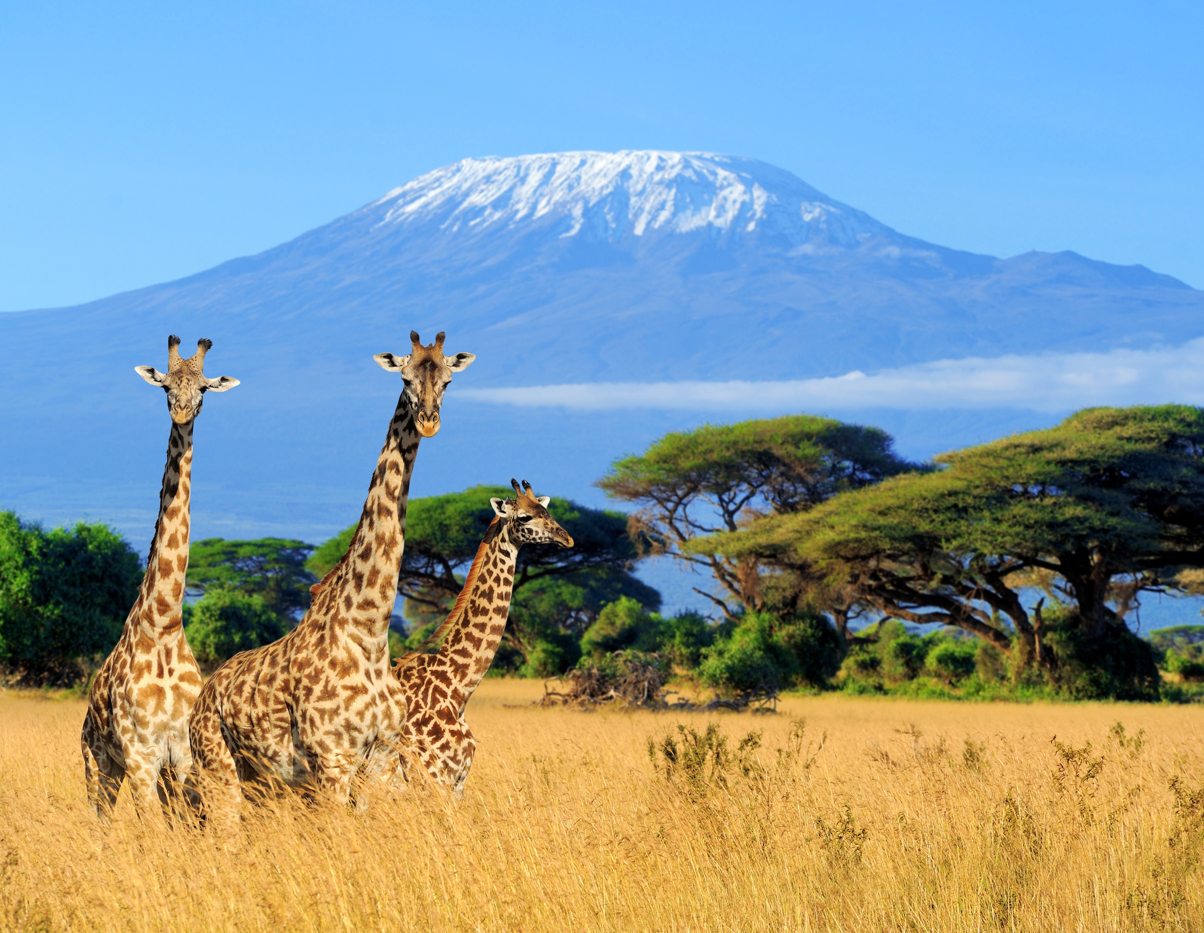 Tanzania Climb Kilimanjaro Northern Circuit Route Trekking