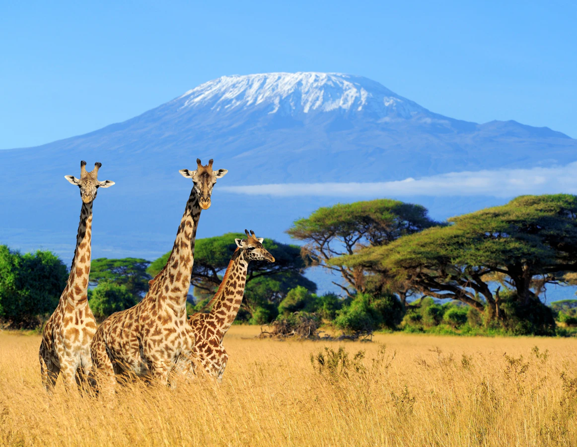 Tanzania Climb Kilimanjaro Northern Circuit Route Trekking