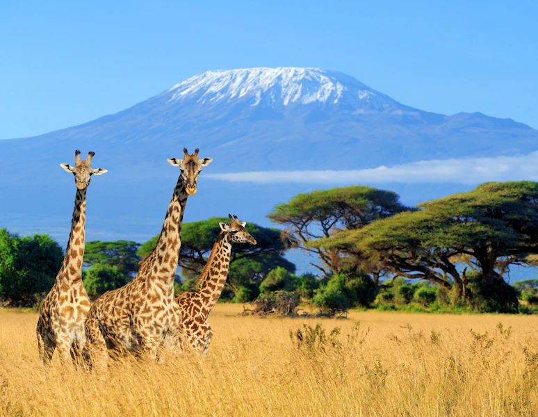 Tanzania Climb Kilimanjaro Northern Circuit Route Trekking Tour