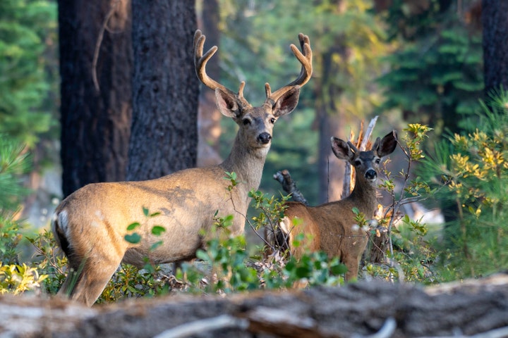 deer - California Yosemite National Park Hiking Adventure