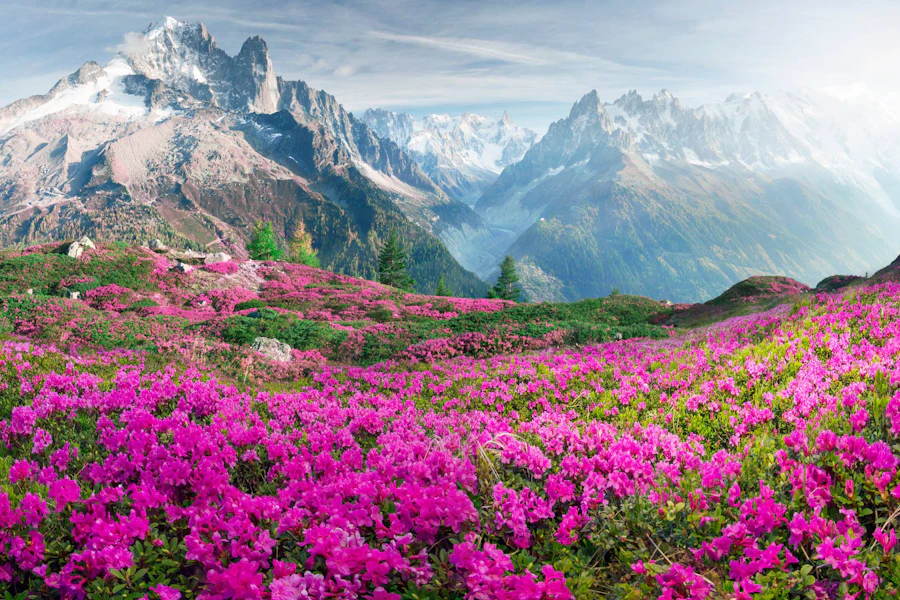 Alps Chamonix & Courmayeur Hiking with Premier Lodging Tour