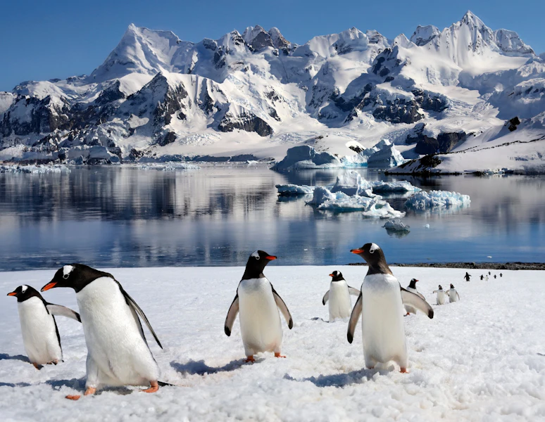 Antarctica All-Access Adventure Cruising Tour