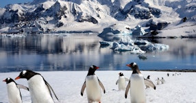 Antarctica All-Access Adventure Cruising Tour
