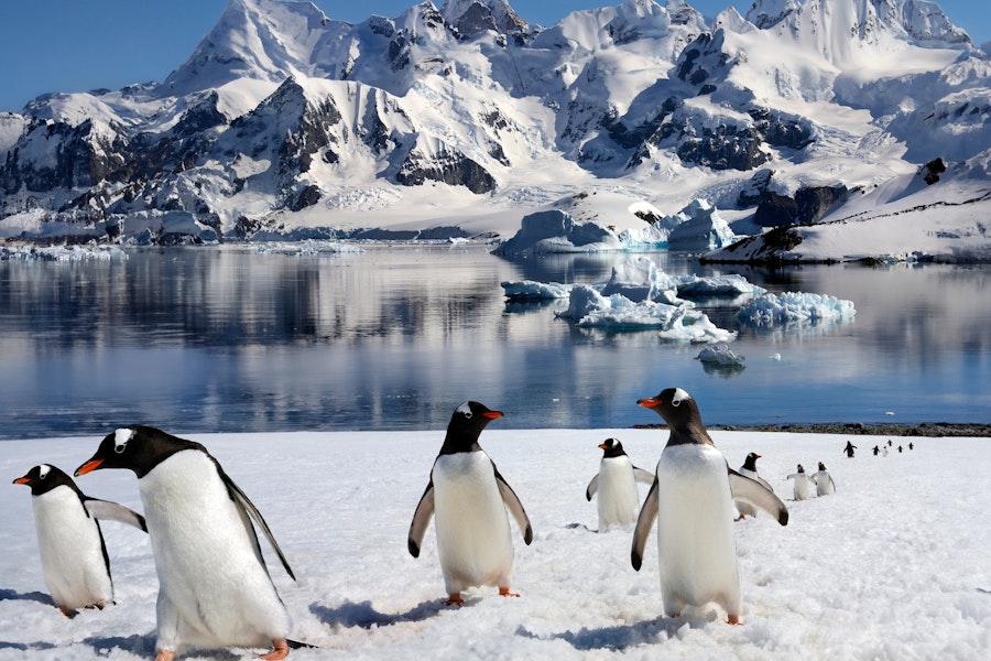 Antarctica All-Access Adventure Cruising Tour