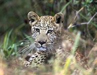 Botswana Classic Private Safari Tour