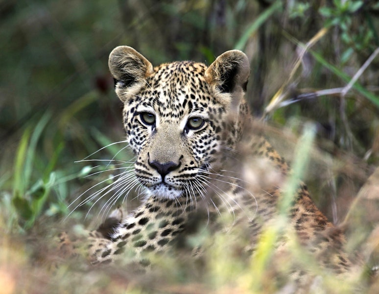 Botswana Classic Custom Safari Tour