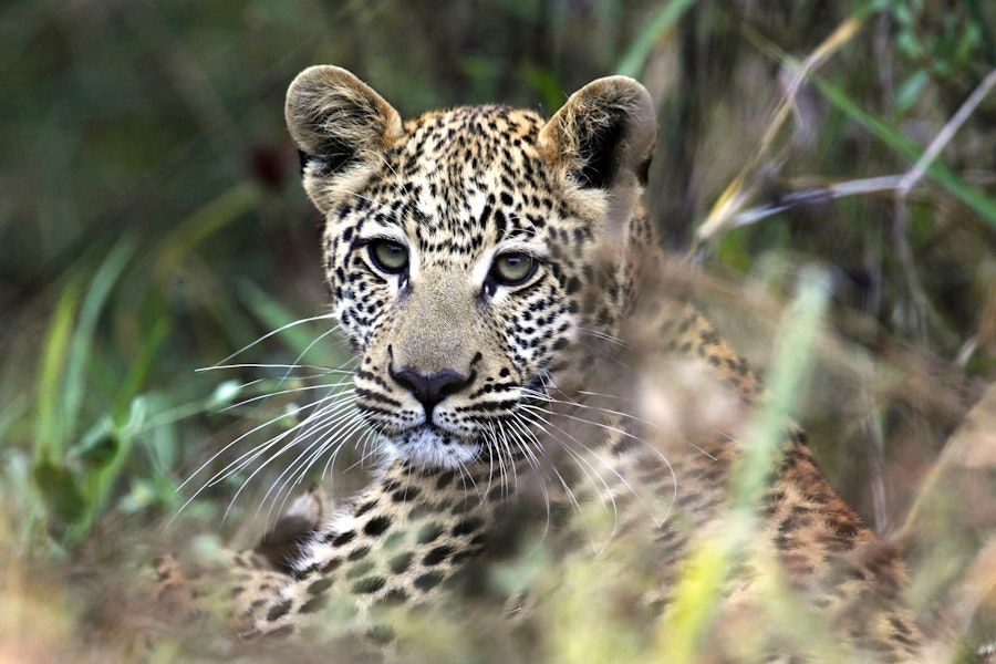 Botswana Classic Custom Safari Tour