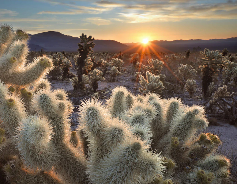California Joshua Tree & Death Valley Hiking Tour
