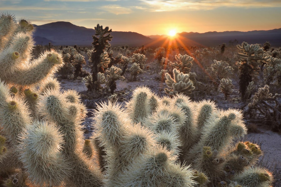California Joshua Tree & Death Valley Hiking Tour