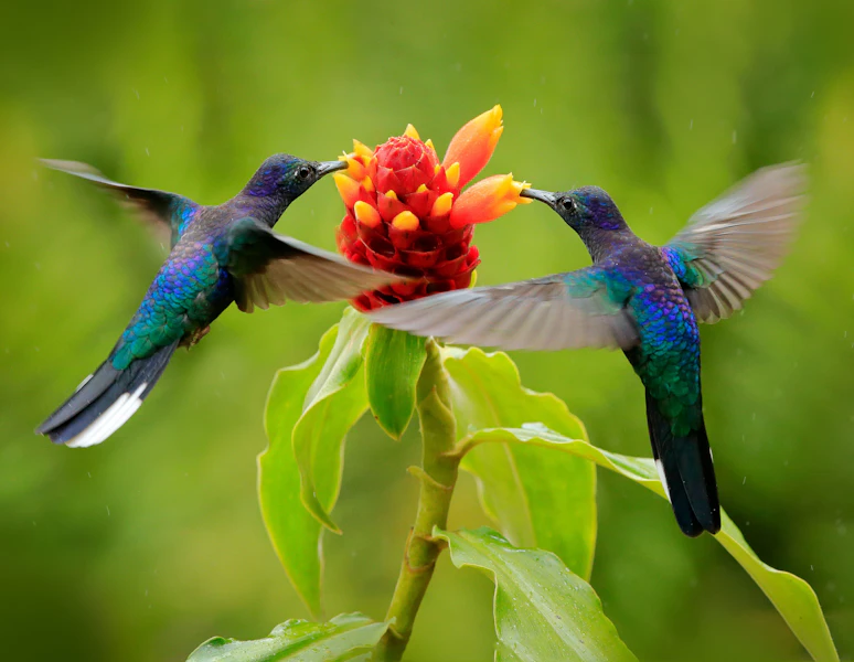 Costa Rica Tortuguero, Pacuare & Arenal Multi-Adventure Tour