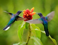 Costa Rica Tortuguero, Pacuare & Arenal Multi-Adventure Tour