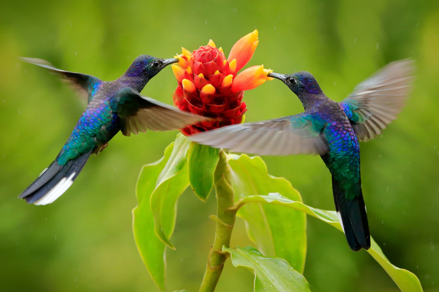 Costa Rica Tortuguero, Pacuare & Arenal Multi-Adventure Tour