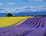 France Provence Village to Village Hiking Tour