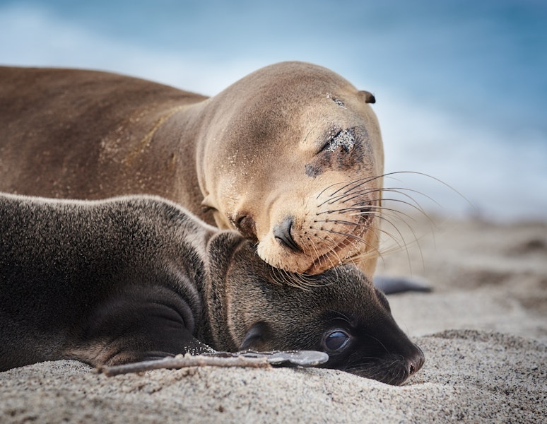 Ecuador Galapagos Islands Land & Sea Multi-Adventure Tour