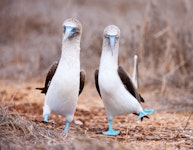 Ecuador Galapagos Adventure Cruising on Galaxy II Tour