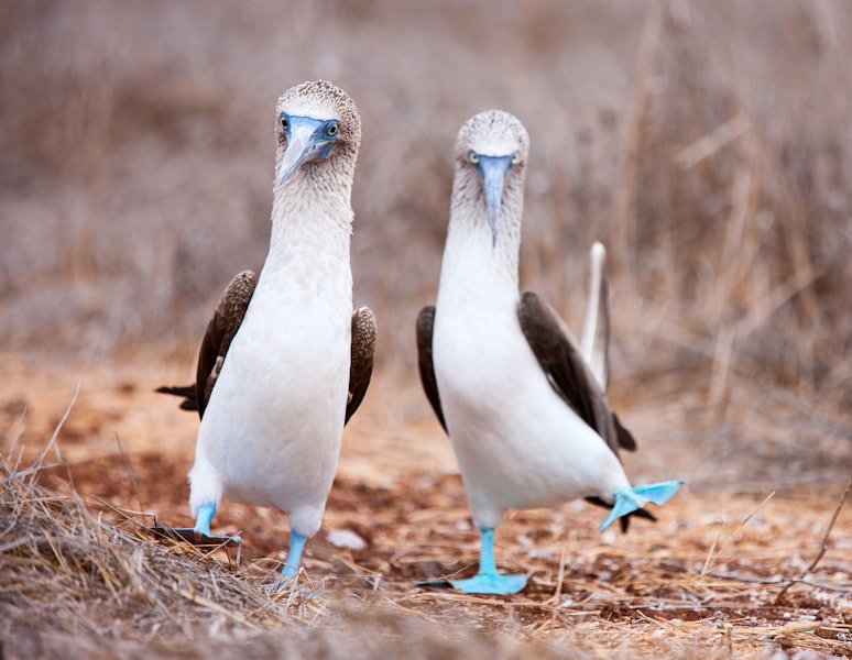 Ecuador Galapagos Adventure Cruising on Galaxy II Tour