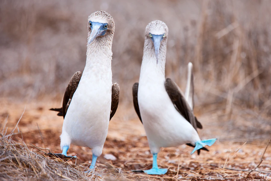 Ecuador Galapagos Adventure Cruising on Galaxy II Tour