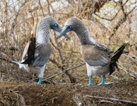 Ecuador Galapagos Private Adventure Cruise on Endemic Tour