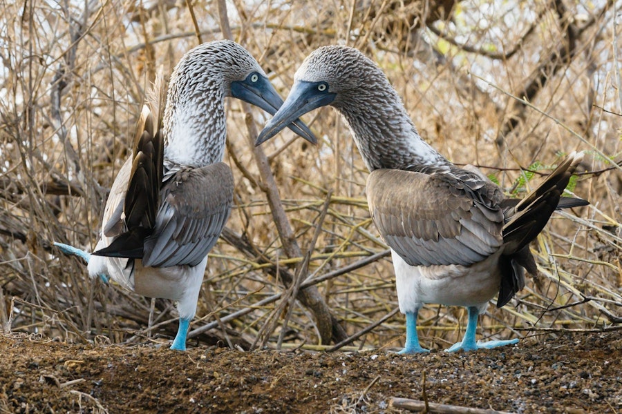 Ecuador Galapagos Private Adventure Cruise on Endemic Tour