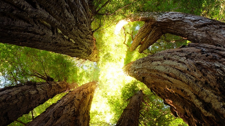 sequoias - California Yosemite National Park Hiking Adventure