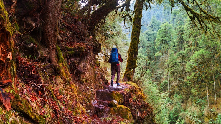 forest path - India Sikkim: Kanchenjunga Ridge Trek