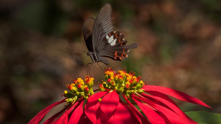 butterfly - India Sikkim: Kanchenjunga Ridge Trek