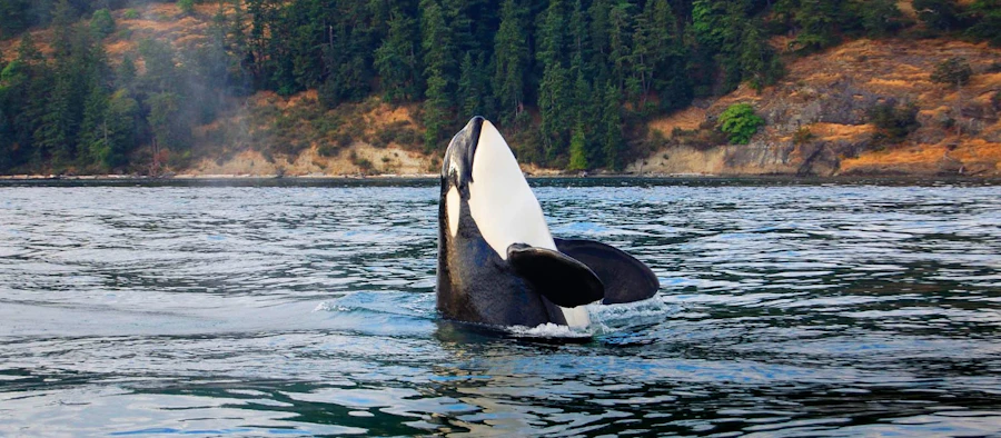 Washington San Juan Islands Private Adventure Tour