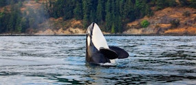 Washington San Juan Islands Private Adventure Tour